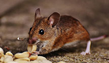 Find Exterminators in Prowers County